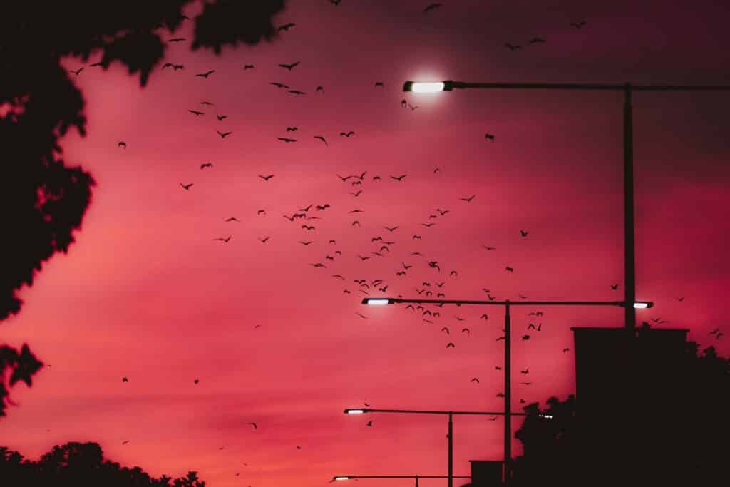 Silhouette of bats flying against a pink sunset and over streetlights in Cairns, Queensland, Australia