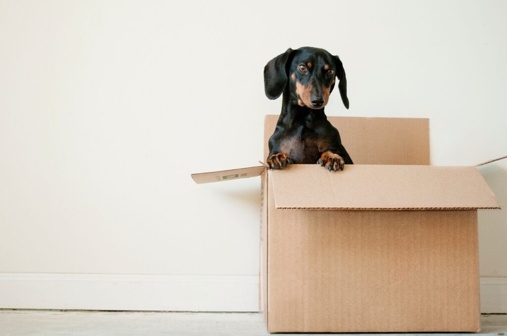 a black daschshund in a removalist box