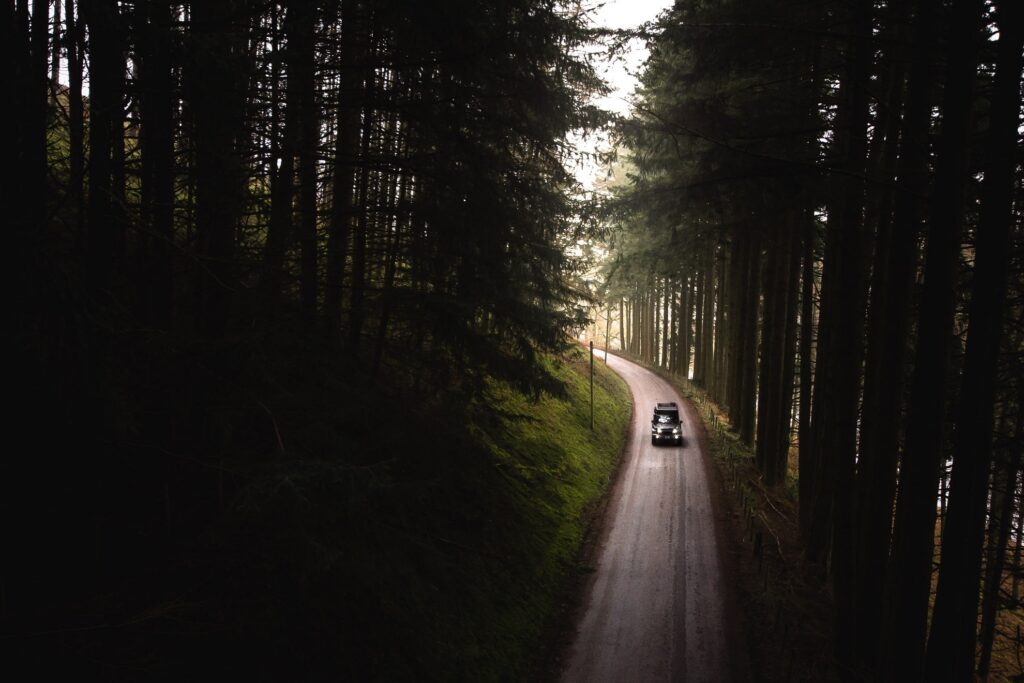a car driving by a road curve lined with coniferous trees