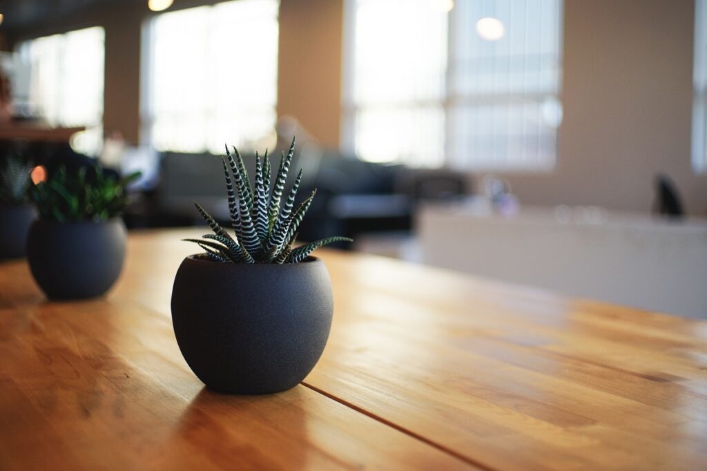 snake plant growing in a charcoal grey vase and placed