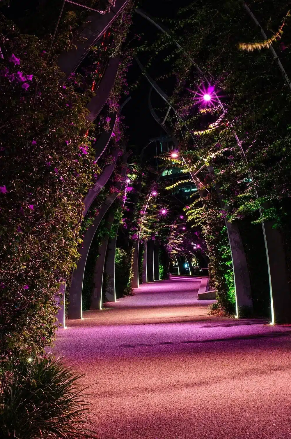 A walkway at the Brisbane Botanic Gardens