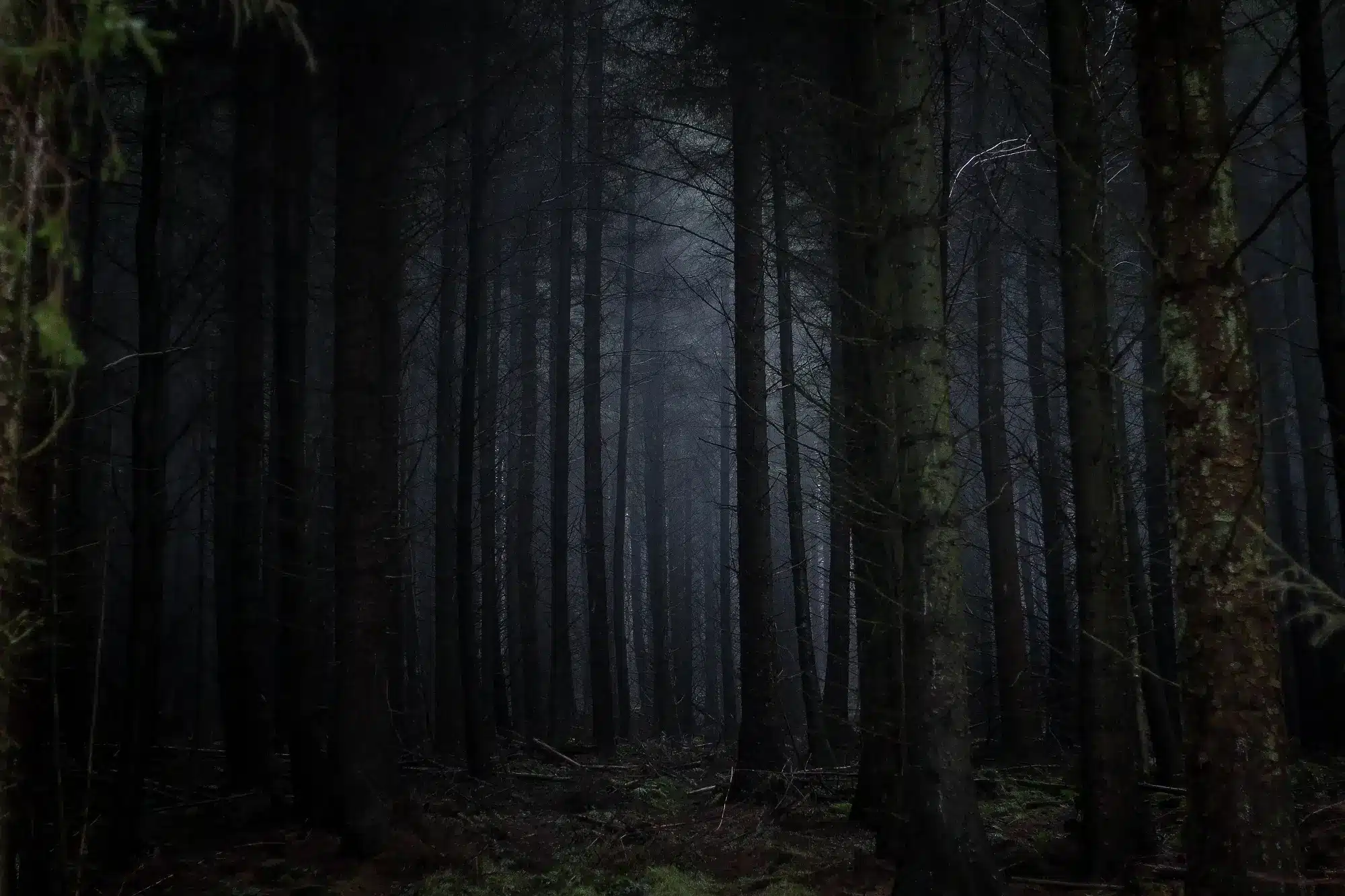 Trees in the Dalby forest in Yorkshire.