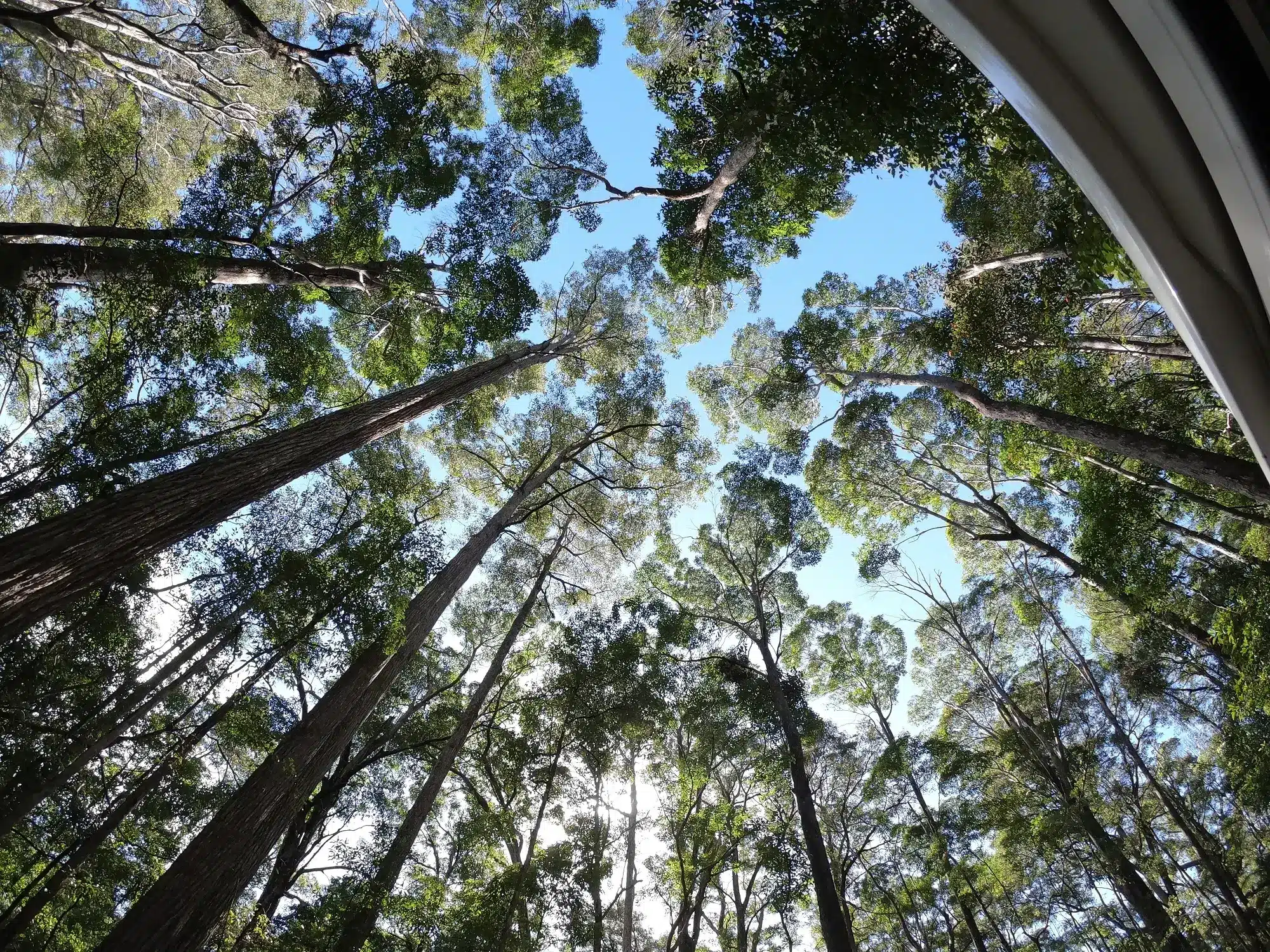 Low angle photo of trees at K'Gari Australia.